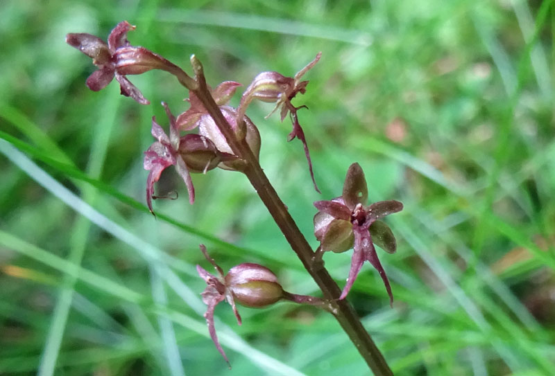 Listera cordata